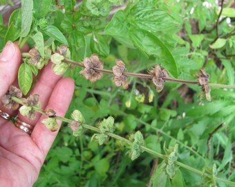 Heirloom 400 Seeds Sweet Holy Basil Ocimum Basilicum Tulsi White Flower Fresh Bulk Seeds B1099