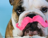 Macchio with a mustache - Bulldog Stache - Handsome English Bulldog wearing a pink mustache - Cute Rescue Dog - Funny Dog Portrait