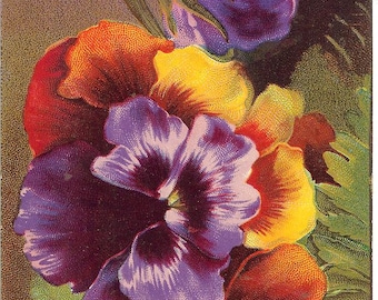 Vintage Best Wishes Pansy Postcard
