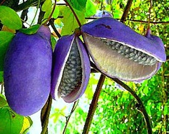 Akebia trifoliata, Chocolate Vine, 10 rare seeds, fragrant blooms, Japanese heirloom, cold hardy, sweet purple fruit, blooms in sun or shade