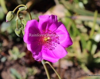 Live Plant PURPLE Calandrinia spectabilis Rock Purslane cutting fast grower cactus succulent plants