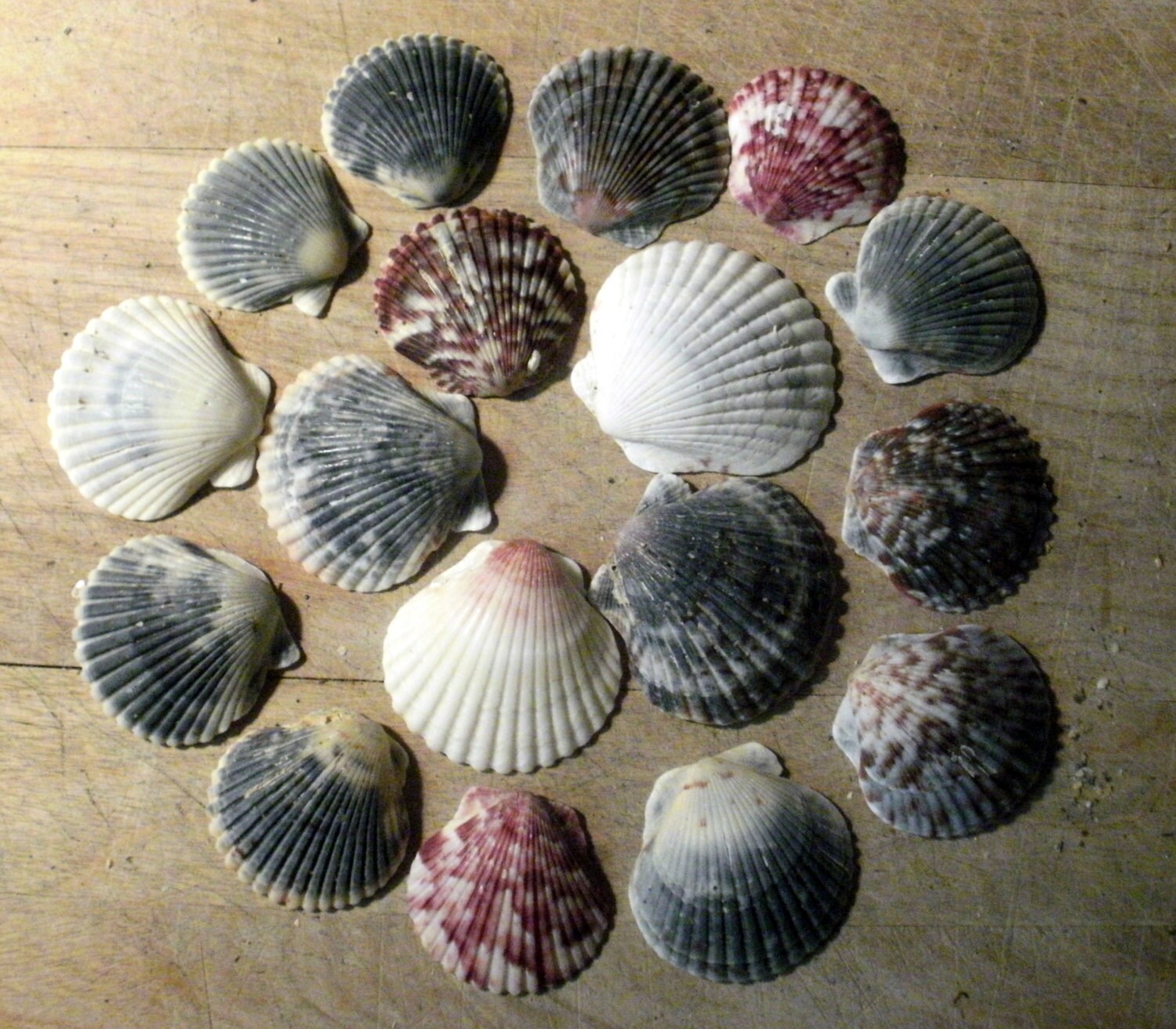 25 Purple & Orange Calico Scallop Seashells Shell Art