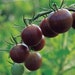Gourmet Heirloom Tomato BLACK CHERRY Seed Packet - 30 Vegetable Seeds - Organic Production