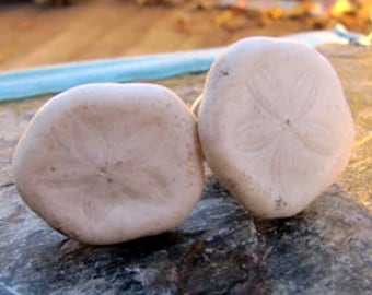 Knobs, Shell Knobs, Cabinet Knobs, Sand Dollar Shell Cabinet Knobs or Drawer Pulls - ocean, beach, shell, beach Decor, Nautical decor