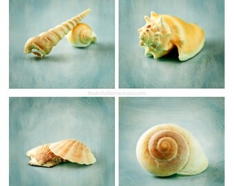 Coastal Home Decor, Beach Wall Art, Seashell art, seafoam, Ocean beach decor, She shed, Bathroom art // Seashell Still Life group photo set