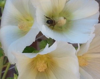 White Hollyhock Seeds, white flower seed, english garden seed, biennial seeds wildflower garden shabby chic flower medicinal herb seeds