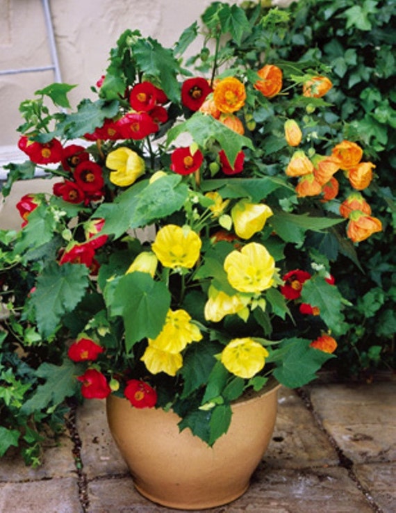 FLOWERING MAPLE Abutilon Belvue Mix also called Parlor Maple