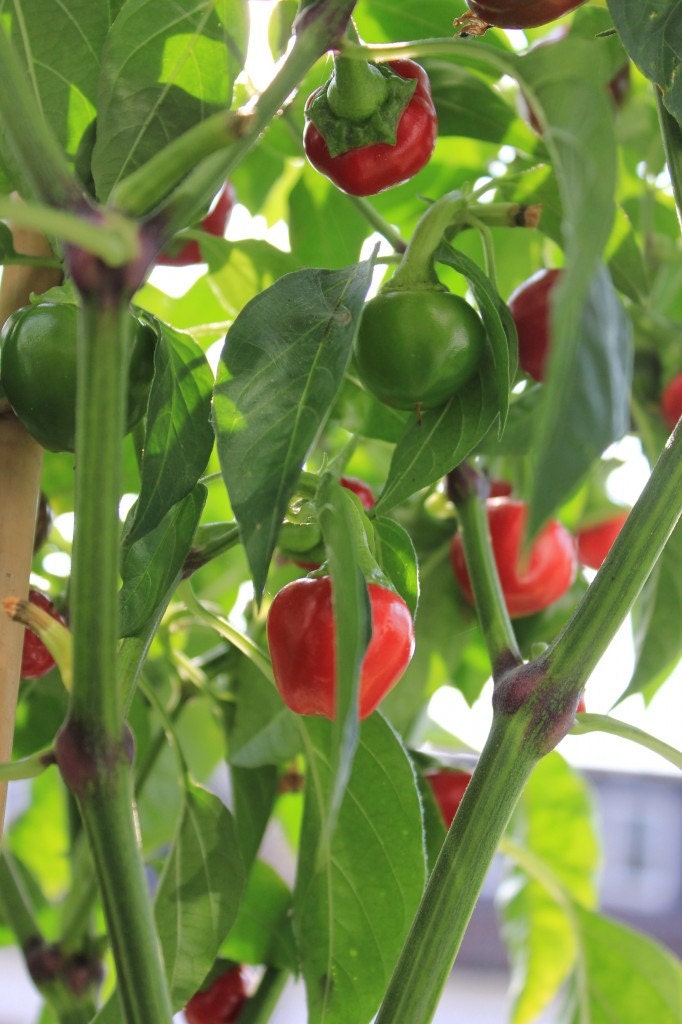 Dundicut Chili Peppers-Popular in Pakistani & by CaribbeanGarden