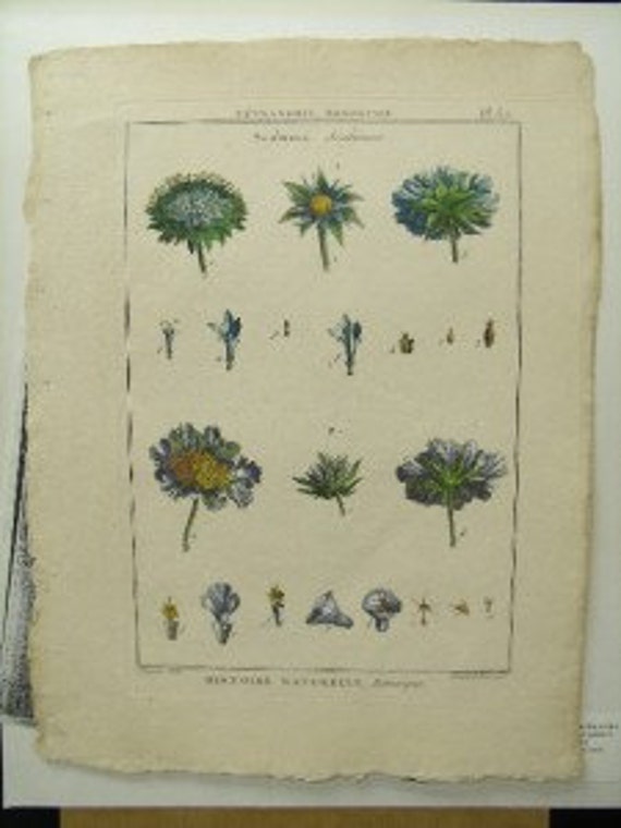 Lamarck Antique 1789 Botanical Print Copperplate Engraving Scabiosa PL 57
