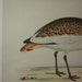 Beverly Morris British Game Birds Great Bustard 1855