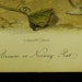 Audubon Quadruped Octovo Stone Lithograph PL 54 Brown or Norway Rat Print 1851