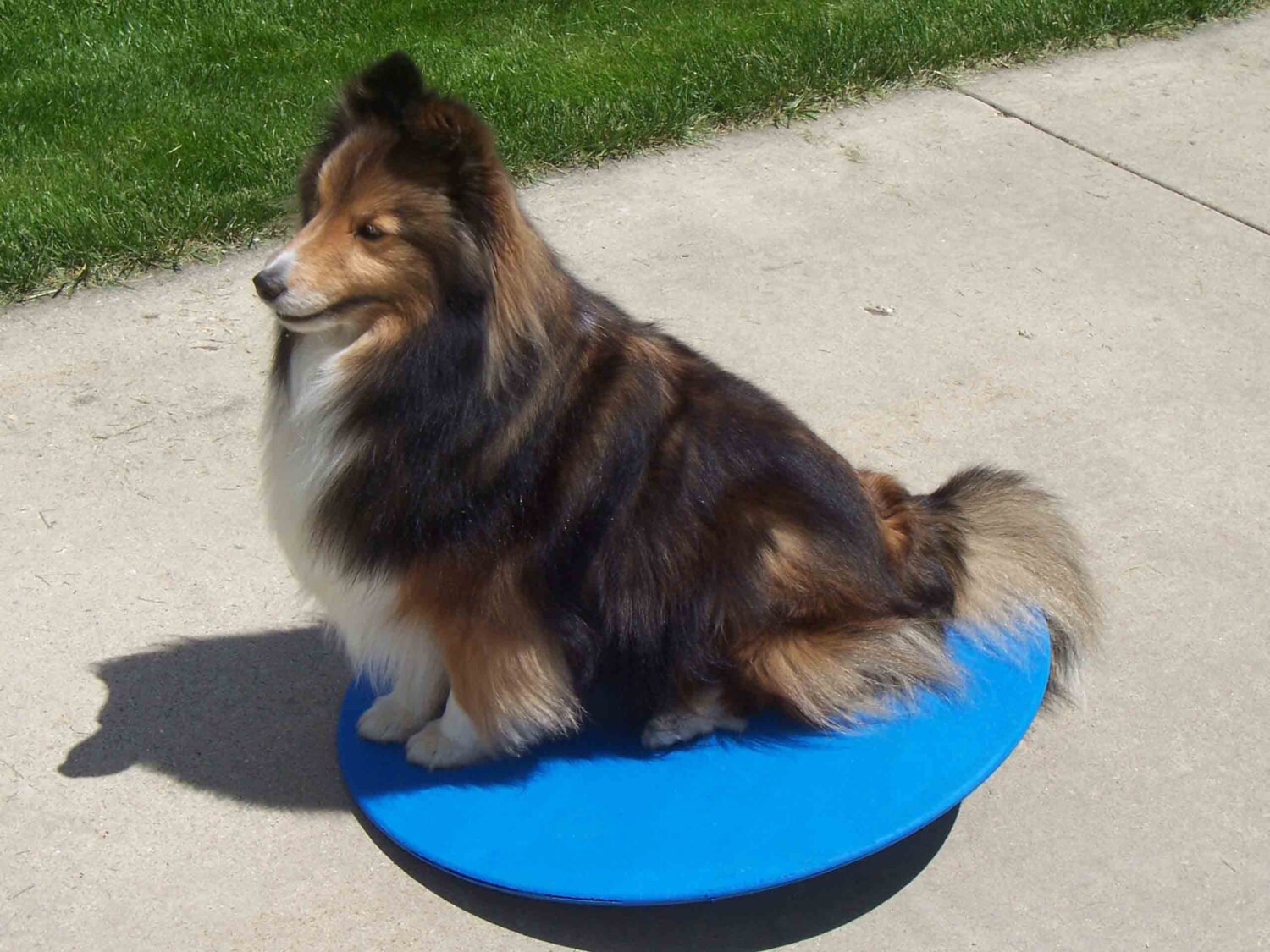 Agility Gear 22 Wobble Board Dog Agility Equipment