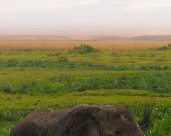 Giclée of Tembo - 13x19