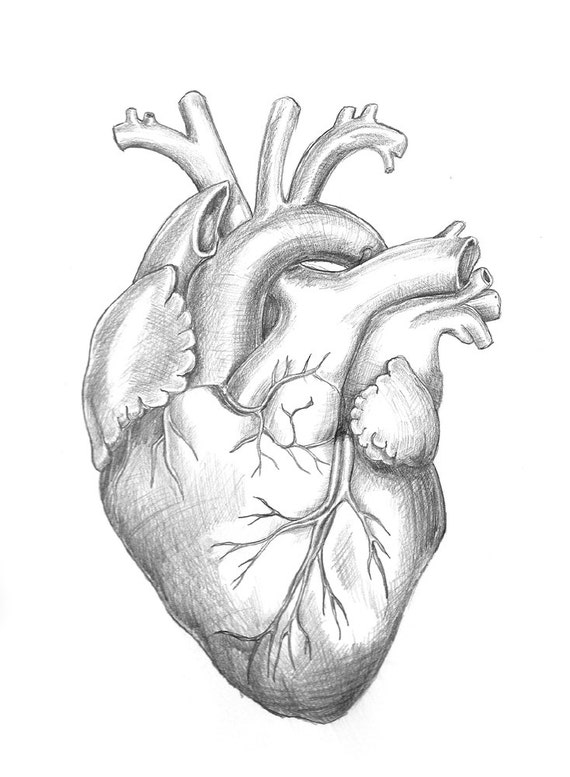 Anatomy Heart Original Unframed Pencil Drawing
