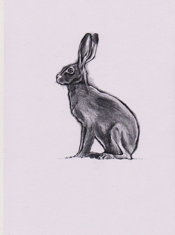 Original pencil drawing of a Hare by North by JimGriffithsArt