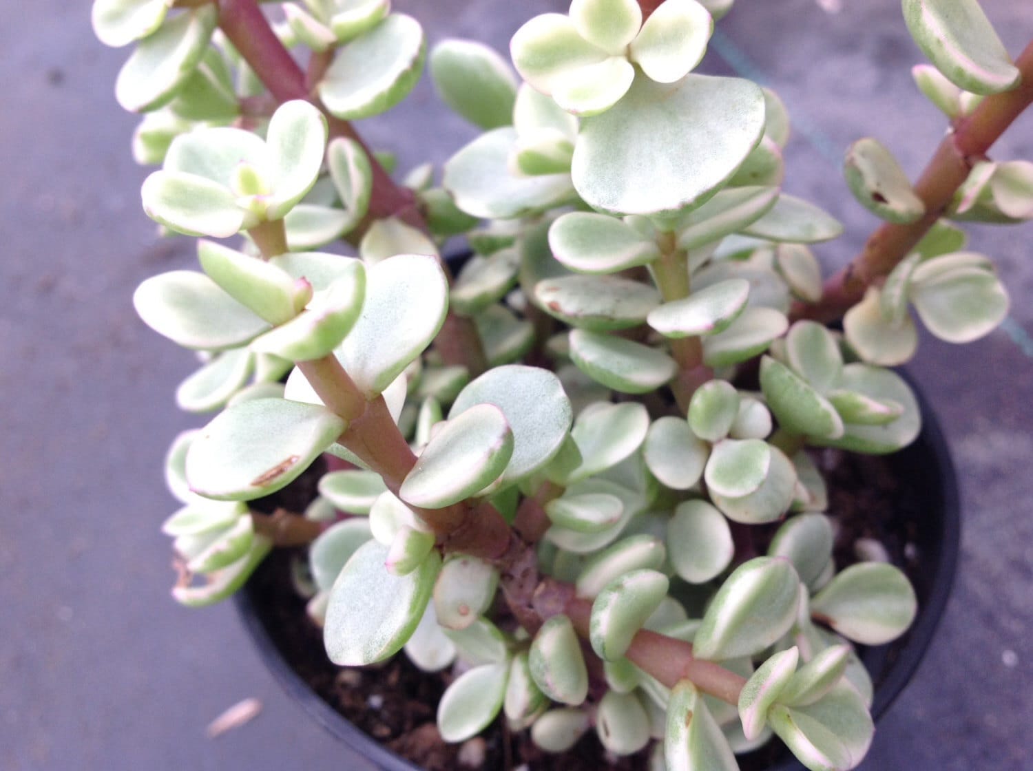 Succulent Plant Rainbow elephant plant