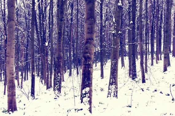 Items similar to Nature Photography Print - Forest Photography, Snow