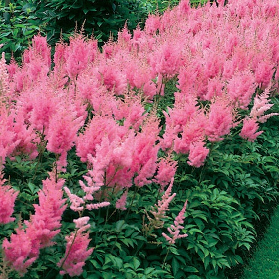 lot of 4 Pink Astilbe Winter Hardy Perennial~Bare-root plants from ...