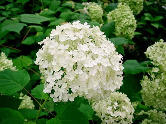 Hydrangea Arborescens Annabelle  4 Inch Starter Plant, this is an 