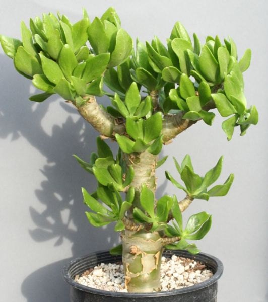 Tylecodon Paniculatus Butter Tree Bonsai Succulent 10 by Arvice30