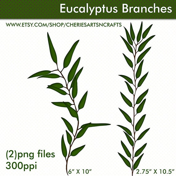 clip art eucalyptus leaves - photo #4