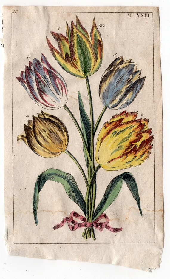 1809 tulip flowers original antique engraving rare and unusual