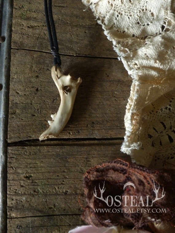 Felis catus cat jaw bone necklace by Osteal on Etsy