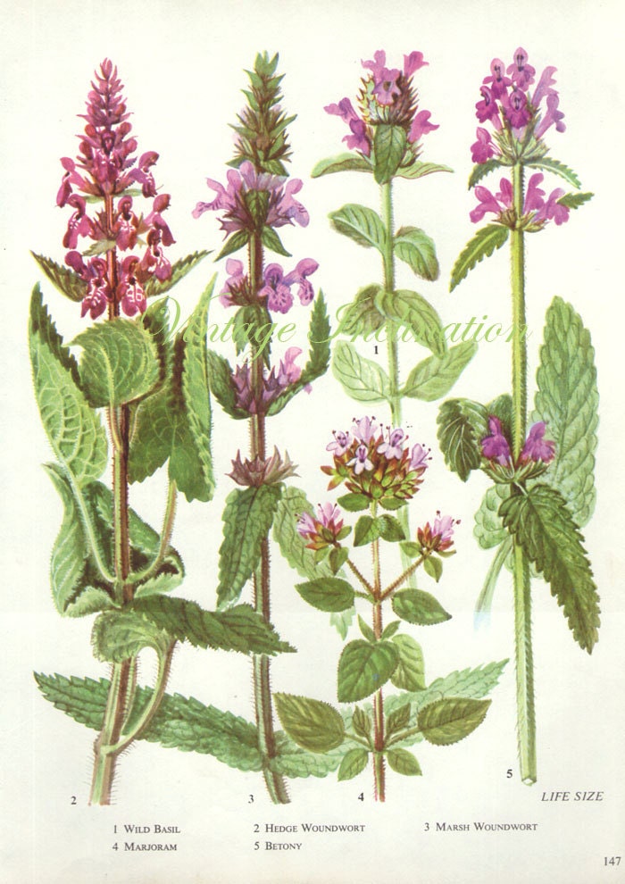HERBS WILD BASIL Vintage Botanical Print Antique plant print