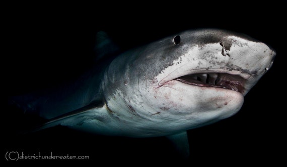 Ugly Beautiful-Tiger Shark by Underwater Photography artist