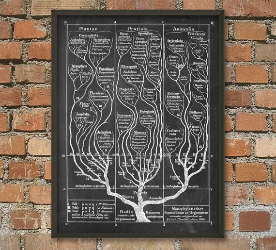 Tree of Life Wall Art Poster 2 Evolution Science Print