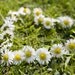 medaisylover