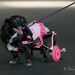 Disabled Pet BowTique