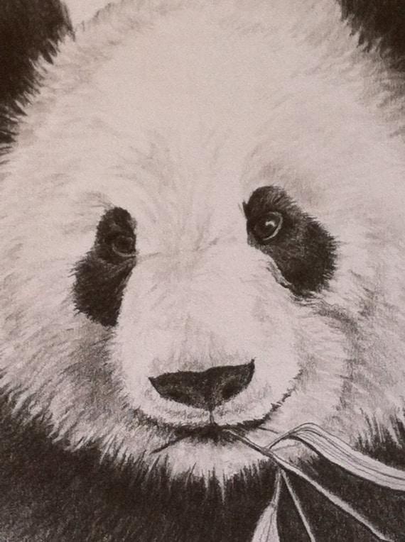 Panda Drawing Graphite Pencil 7 X 9 by sweetteadesigns on Etsy