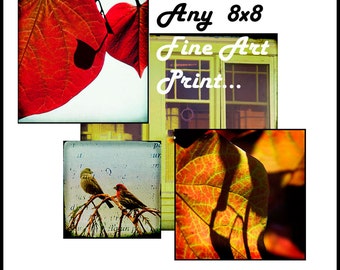 SALE--Any 8x8 Fine Art Photograph for 15 USD