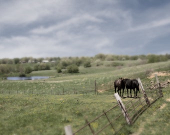 12'' x 8" Photograph on Metallic Paper- Graze