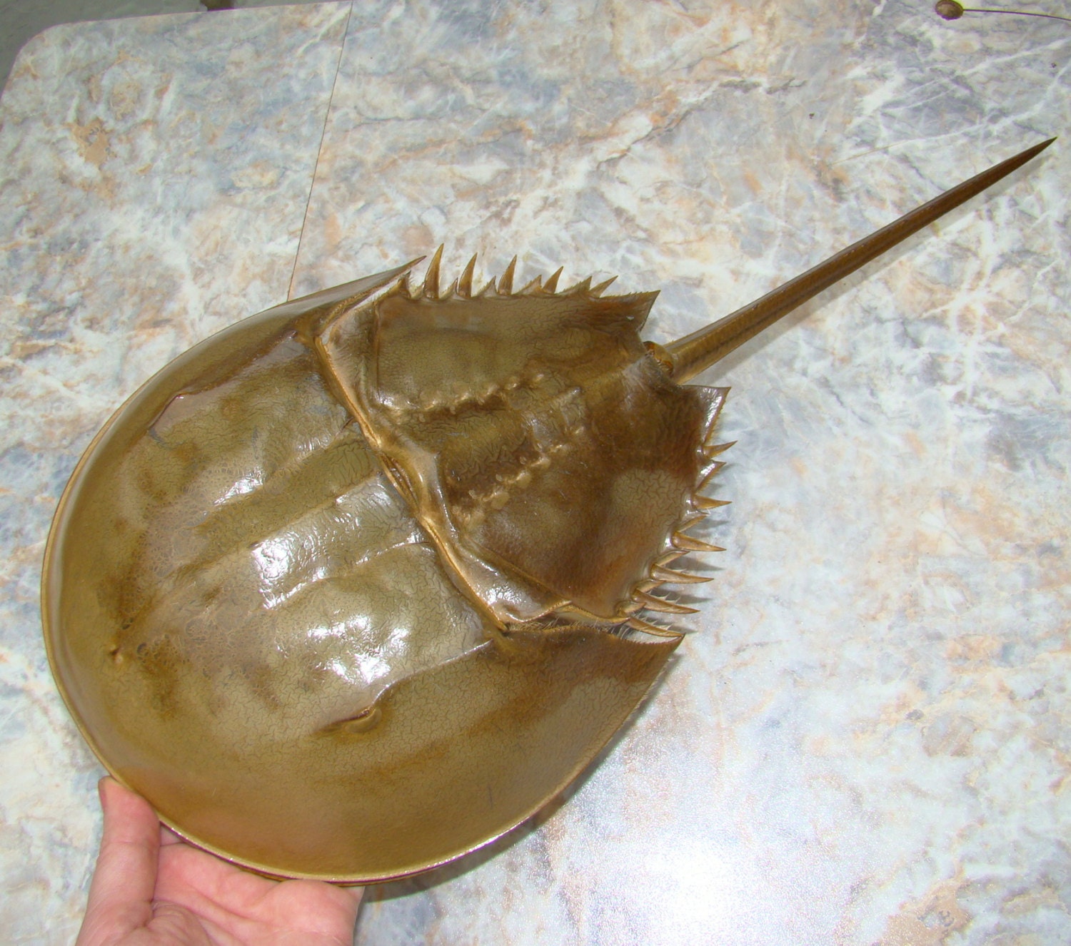 14 inches long FULL HORSESHOE CRAB Living Fossil by HighTideGirl