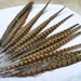 Pheasant Feathers - Bunch of Beautiful Feathers