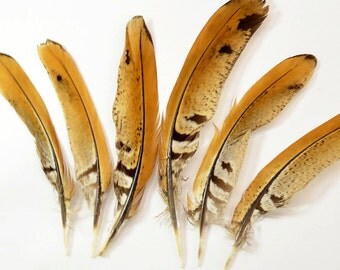 Ringneck Pheasant Quill Wing Feathers - Natural, 4"-6" (6pcs)#5F