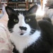 CAT Herbert