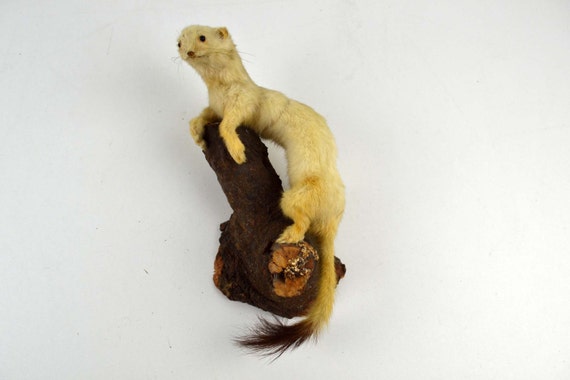 stuffed weasel