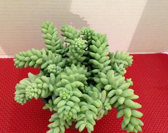 Succulent Plant Presold order for Jennifer