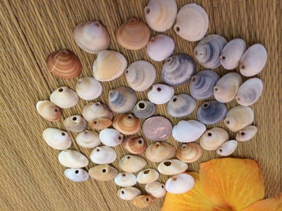 100 Disques En Nacre Percés – Coquillages Ronds Naturels Pour DIY, Guirlandes, Déco Méditerranéenne