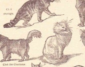Antique French Print Dictionary Page 1920s Illustrations Cats paper projects scrapbooking, collageBook page