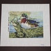 Wood Duck Needlepoint Kit Waterfowl Needlepoint Kits