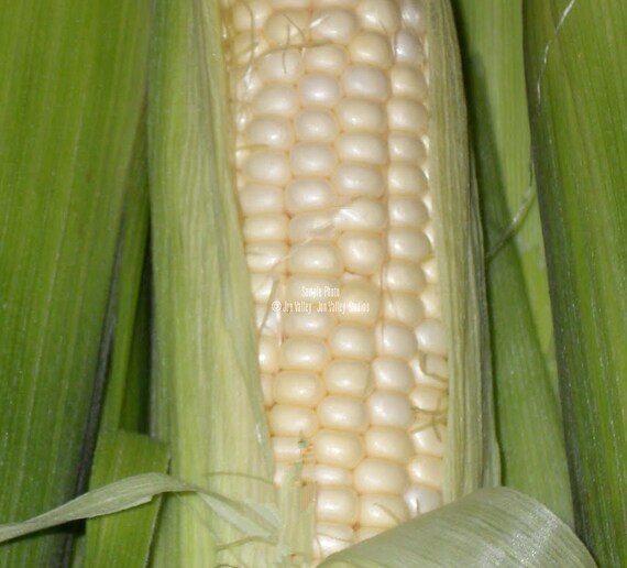 100 Hickory King White Corn Seeds 1800 Heirloom! Beautiful white