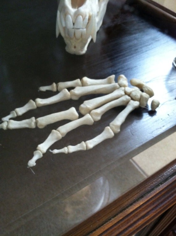 Articulated human hand bones by VintOddities on Etsy