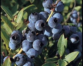 Organic Blueberry Seeds,Lowbush Blueberry Seeds, Vaccinium angustifolium berries are very sweet.Delicious fruit is high in antioxidants!