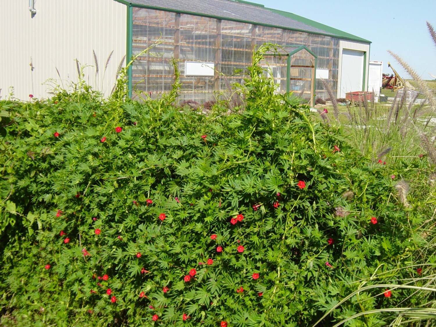 BIG SALE Cardinal Climber Vine SeedsIpomoea x Multifida