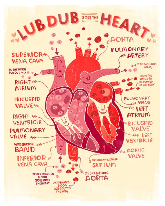 Lub Dub goes the Heart :anatomy poster