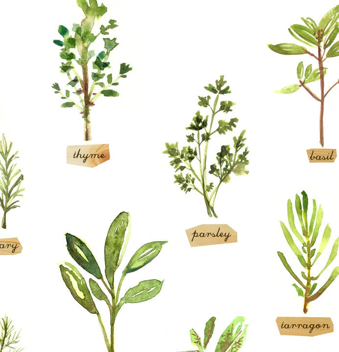 Kitchen poster Botanical chart Herb poster Herb